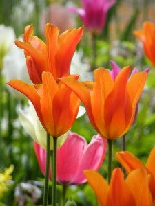 tulip 2